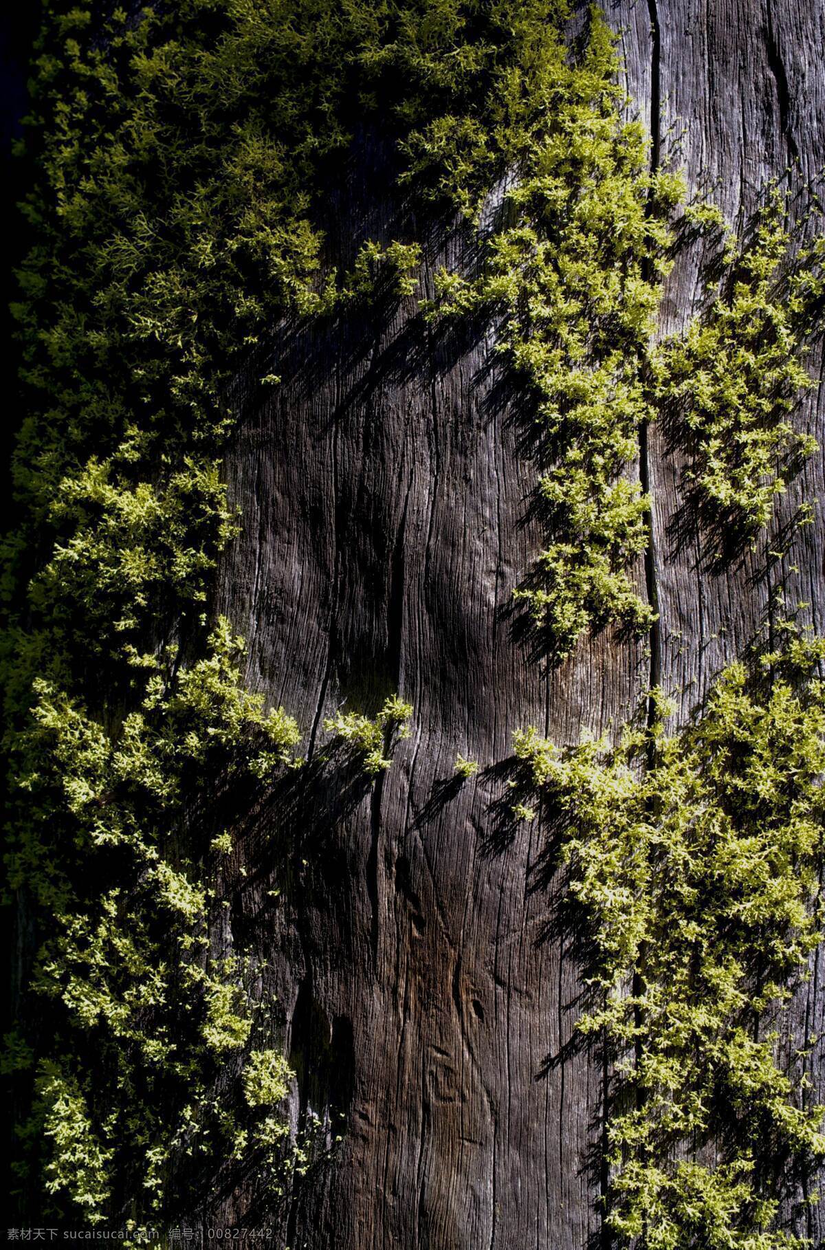 青苔 苔藓 潮湿 木板 背景 深木色 木头 纹理 森林 摄影图 自然景观 自然风景