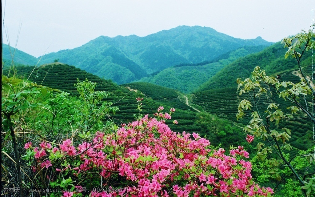茶山 信阳风光 岛 林场 茶叶 自然风景 自然景观