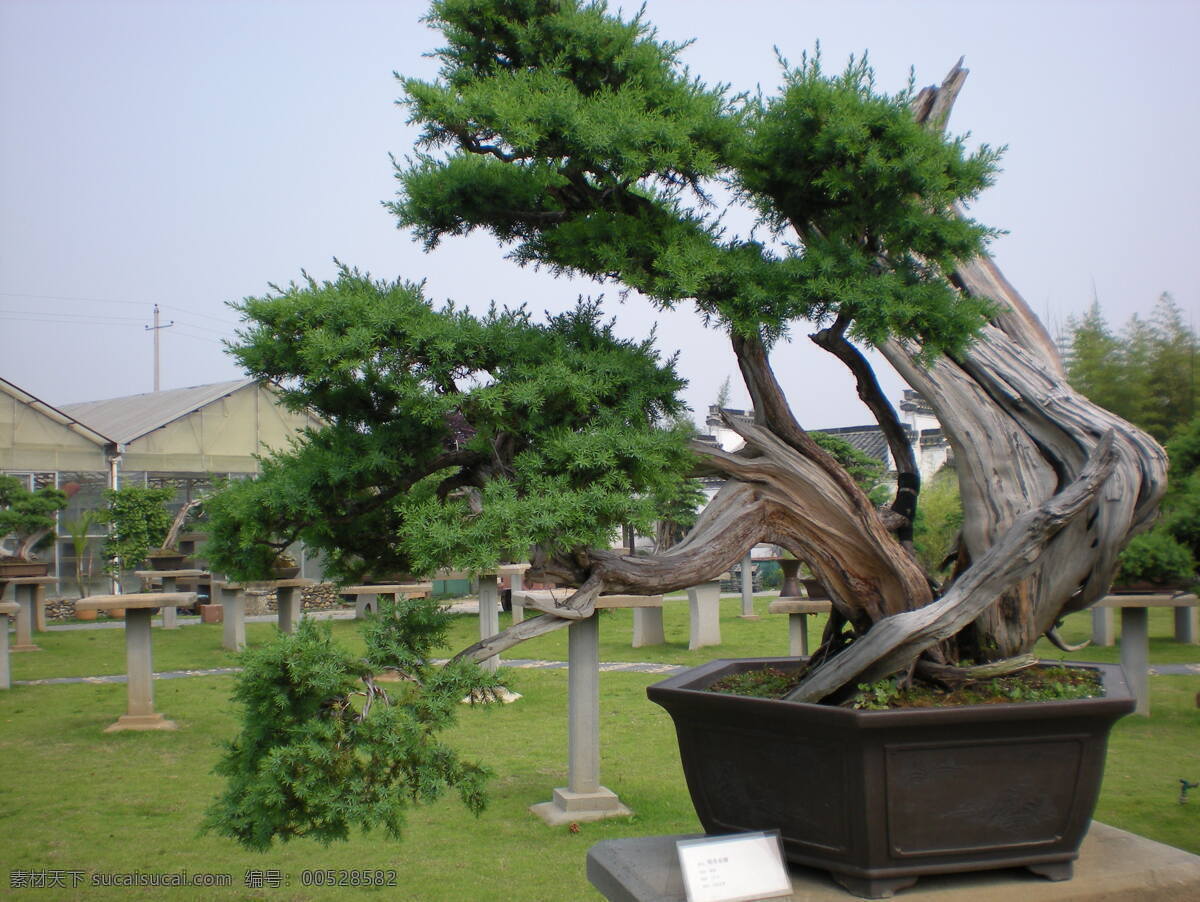 盆景 盆景图片 自然风光 盆景图片大全 盆景摄影 盆景背景 风景 生活 旅游餐饮