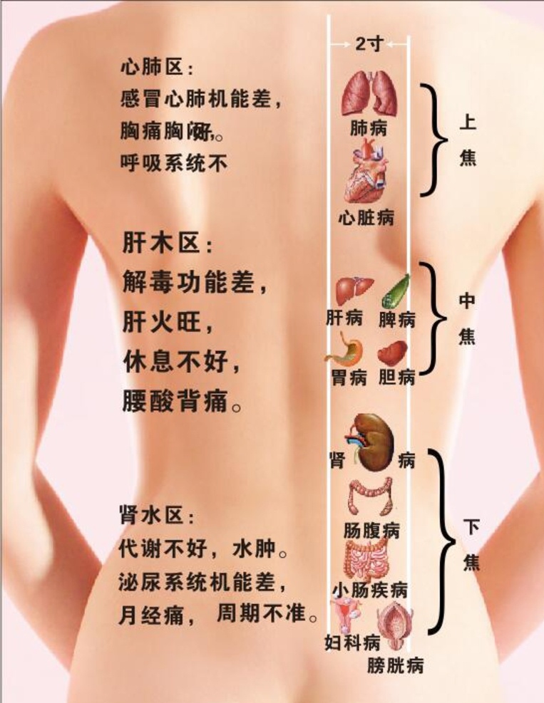 身体 功能 对位 图 养生 上焦 中焦 下焦 足浴 美容 展板模板
