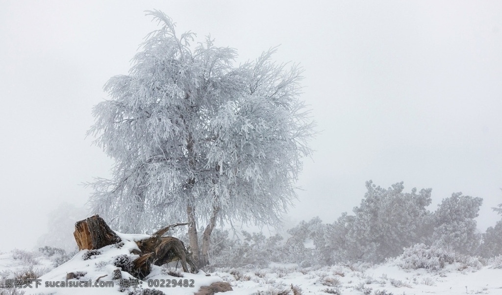 北欧雪景 北欧风景 雪地 雪树 自然景观 自然风光