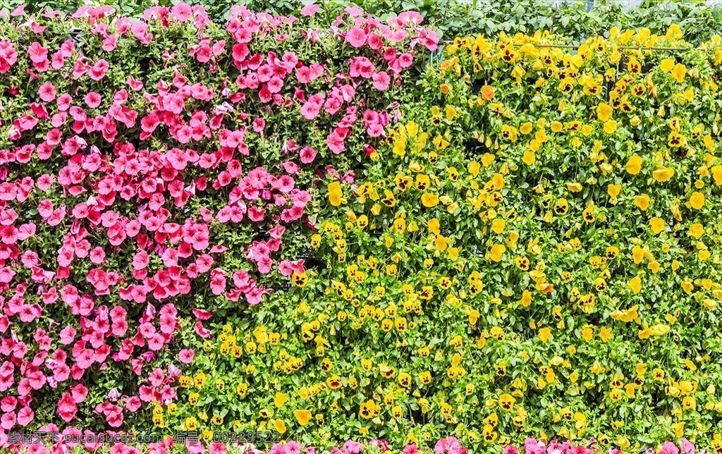 牵牛花墙 清新花草背景 花卉背景 小清新 清新 海报背景 淘宝背景 叶子 植物摄影 花朵摄影 壁纸 文艺花卉植物 文艺背景 美好 纯色背景 纯色 文艺素材 清新鲜花 背景素材 植物素材 清新植物 植物 春天 花语 背景 电脑壁纸 文艺壁纸 小清晰 生物世界 花草