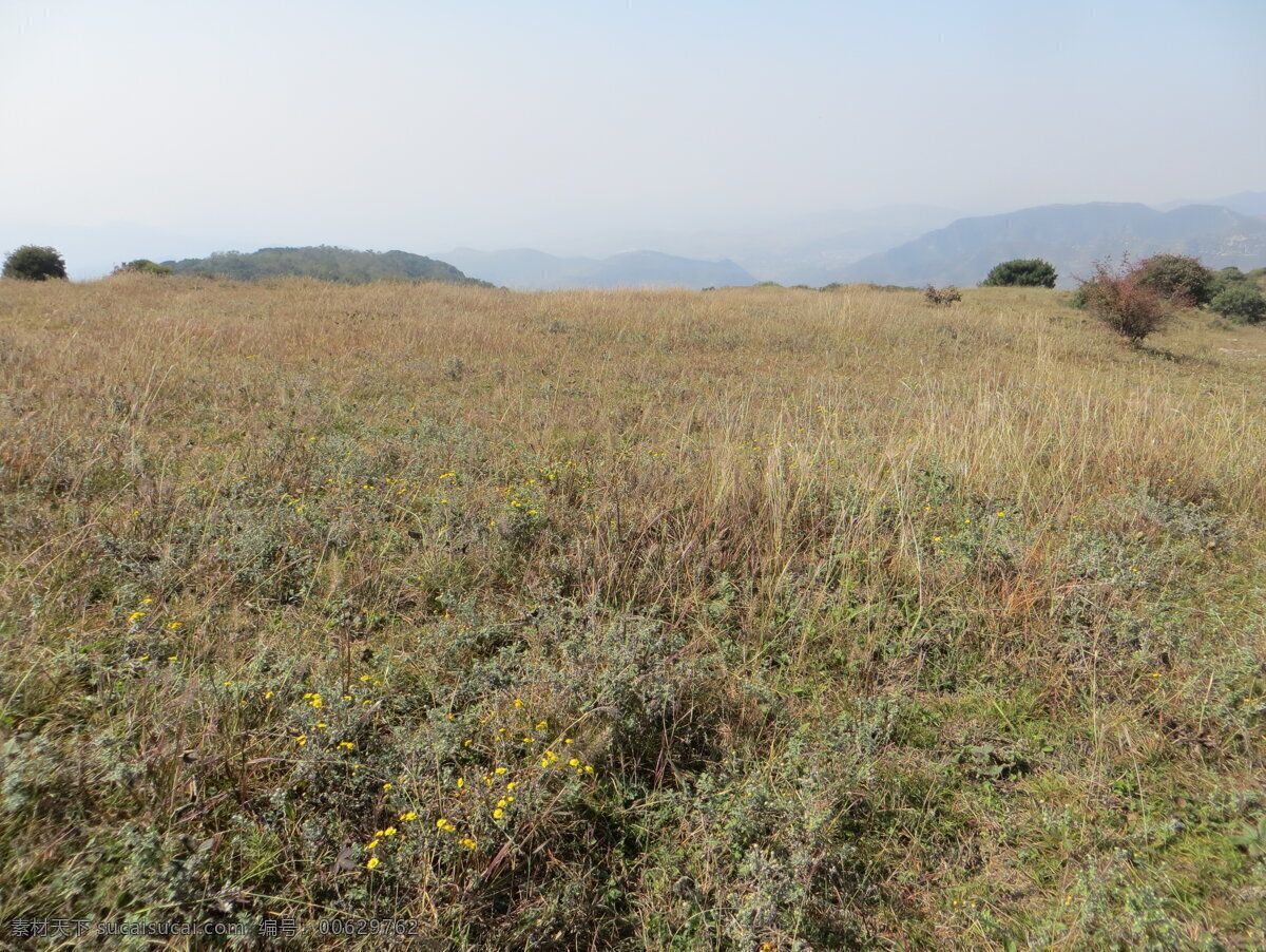 草甸秋景 巩义 嵩山 太室山 山顶 草地 灌木 野菊花 枯草 山峦 嵩山草甸 永泰寺 自然景观 自然风景