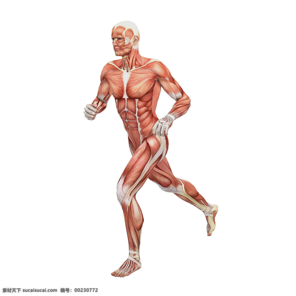 跑步 男性 人体 肌肉 组织 人体解剖学 男性人体 肌肉组织图 医学 医疗护理 人体器官图 人物图片