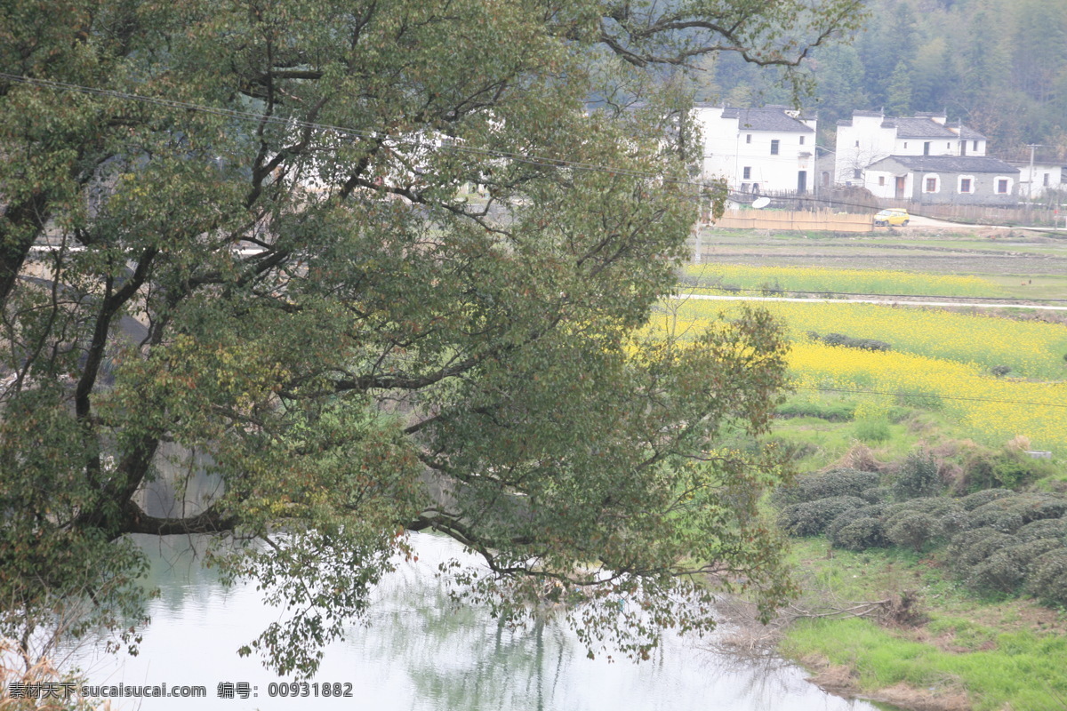 菜花 油菜花 梯田 乡村 房屋 瓦房 农村 古建筑 河流 小溪 树木 树枝 田园风光 自然景观