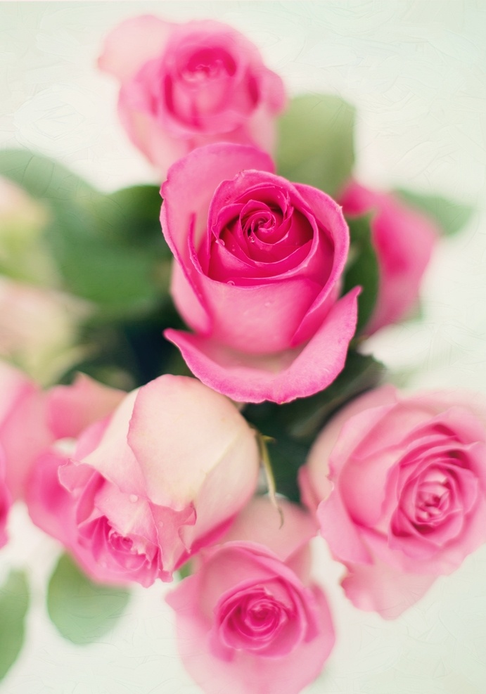 玫瑰花 植物 花朵 花瓣 壁纸 绿色植物 玫瑰 粉玫瑰 粉色玫瑰 特写 花枝 粉色花瓣
