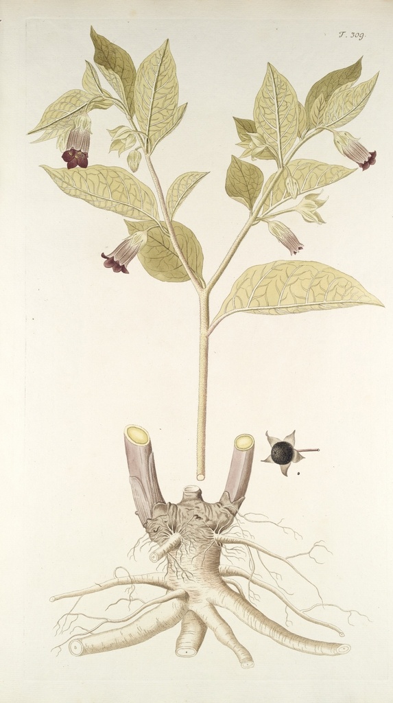 精美 绘画 草本植物 图谱 植物手绘 欧美复古 花卉花朵 清新淡雅风格 花草绘画 设计参考 绘画素材 工笔画 装饰画 插画 植物图谱 树叶花朵 临摹素材 复古绘画 装饰画芯 叶片树枝 树干 植株 药材植物 彩铅绘画 植物花朵 生物世界 花草