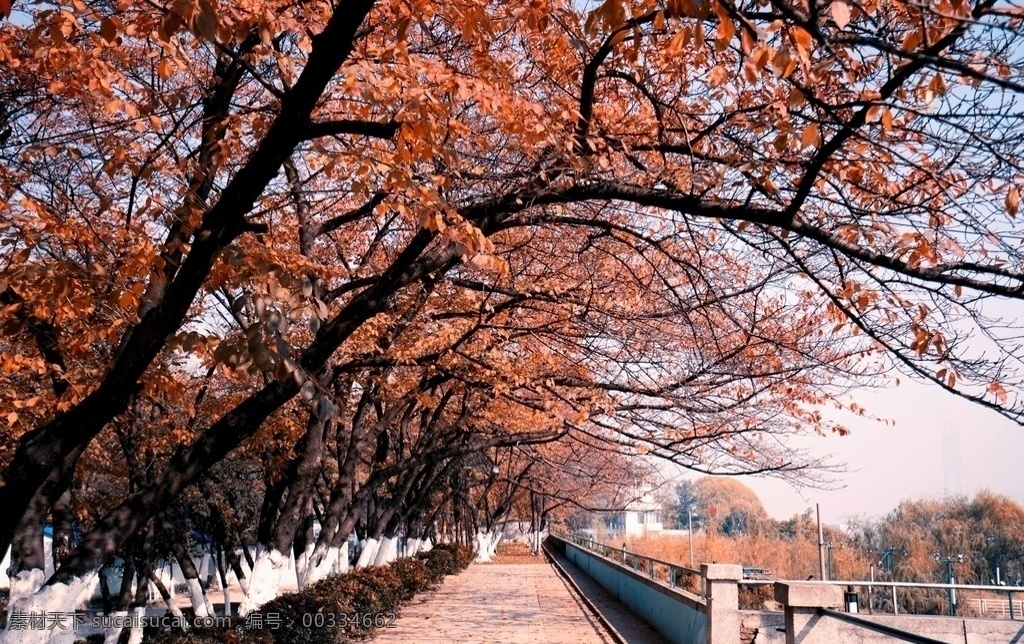 林荫小道 林荫 小道 小树 小区 落叶 摄 影 自然景观 自然风景 分层
