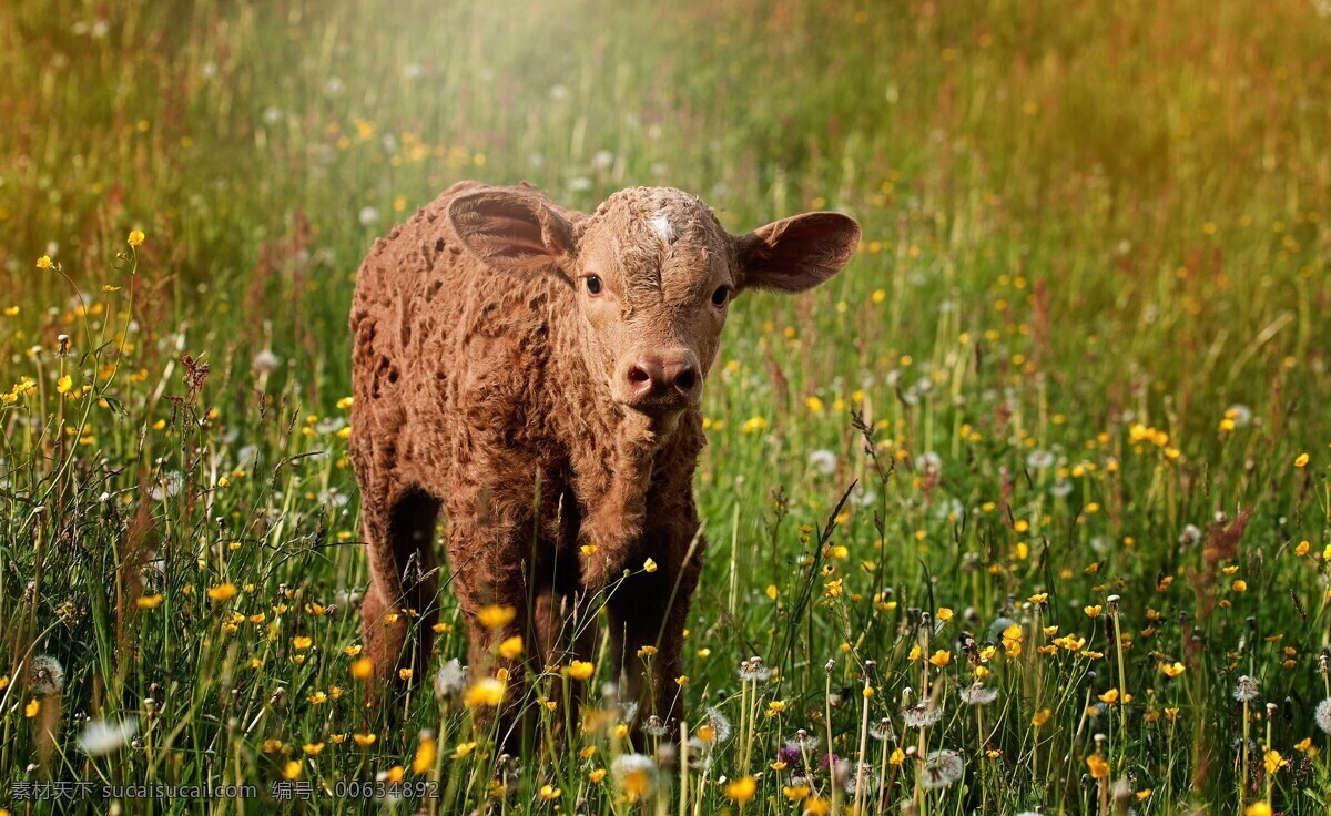 小牛 布朗 带红色 草地 牧场 动物 牧场草地小牛 黑色