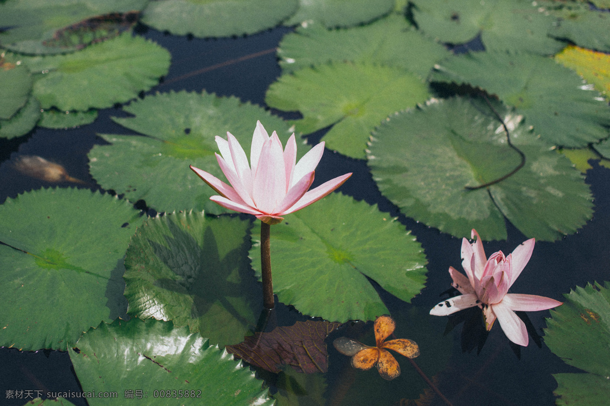 莲花图片 荷塘 睡莲素材 青莲 睡莲 白莲 红莲 睡莲背景 睡莲底纹 睡莲摄影 莲藕 荷叶 山水睡莲 荷 荷素材 六月睡莲 水墨睡莲 莲花 莲花素材 莲花元素 采莲 彩莲 莲花背景 莲花底纹 莲子 睡莲水墨 水彩睡莲 睡莲水彩 睡莲工笔画 莲花工笔画 矢量睡莲 睡莲荷叶 高清睡莲 睡莲莲藕 荷花睡莲 生物世界 花草