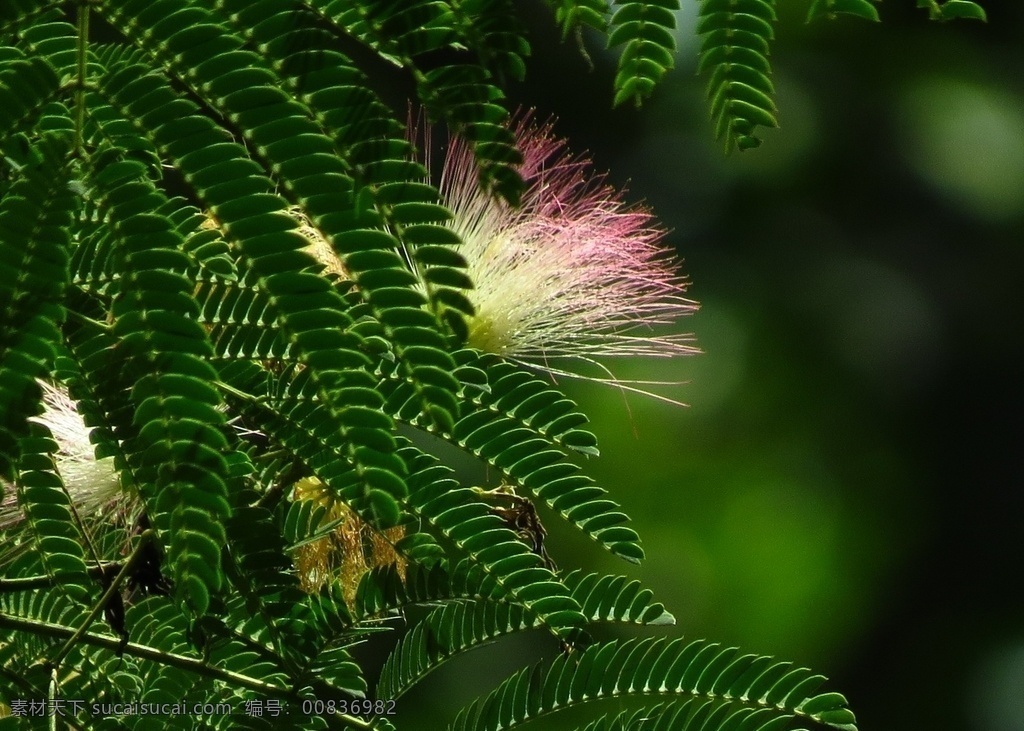 合欢图片 马缨花 绒花树 合昏 夜合 鸟绒 青棠 花草 花海 花景 花束 鲜花 干花 花儿 假花 花朵 花蕊 草木 插花 花艺 园艺 景观 花店 赏花 订花 花篮 求婚 爱情 唯美 清新 浪漫 风景 山水 背景鲜花背景 花卉背景 花海背景 花草背景 鲜花壁纸 花海壁纸 花草壁纸 植物壁纸 电脑壁纸 手机壁纸 合欢青棠 生物世界