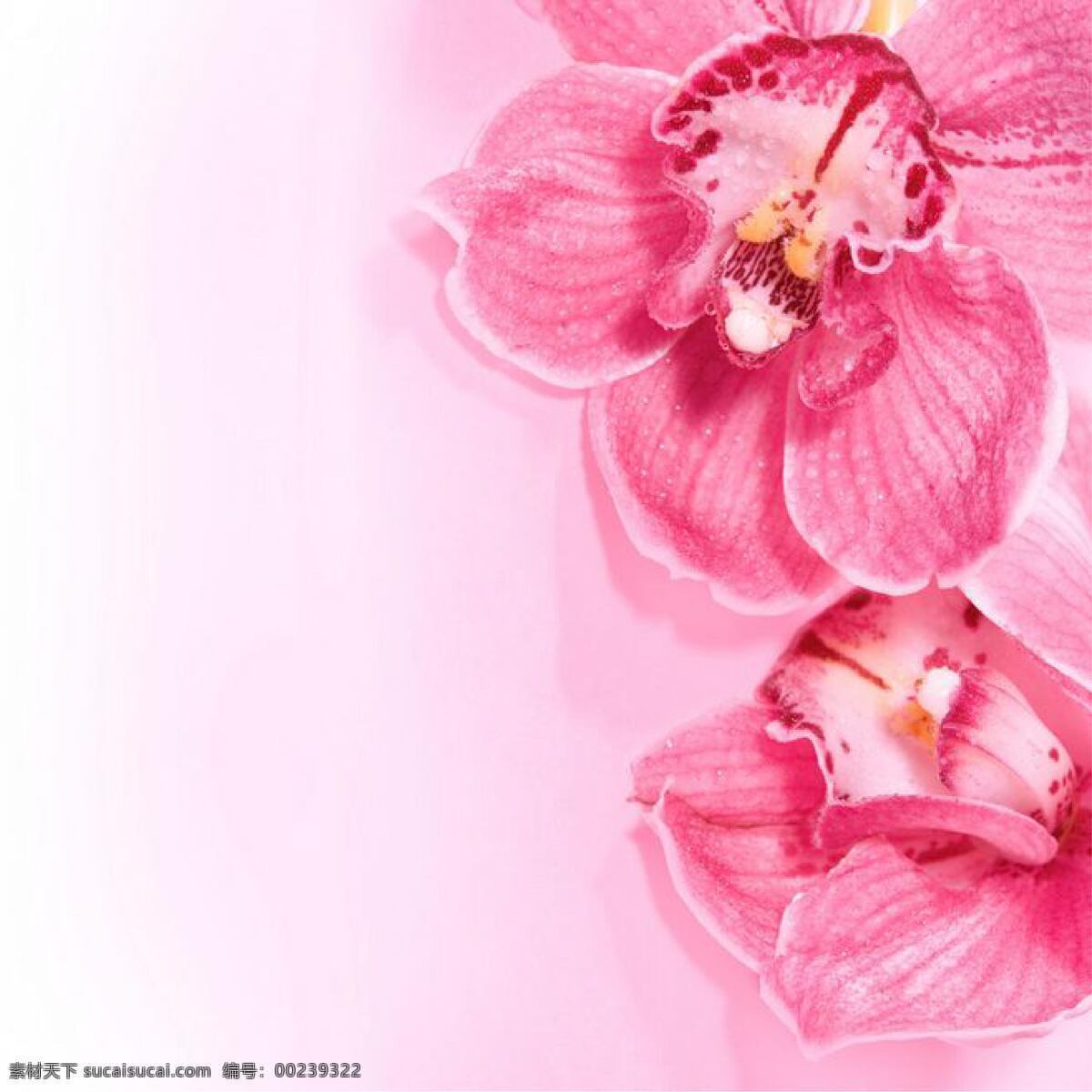 粉色花图片 海报 背景 元素 画册 展架 生活百科 生活素材