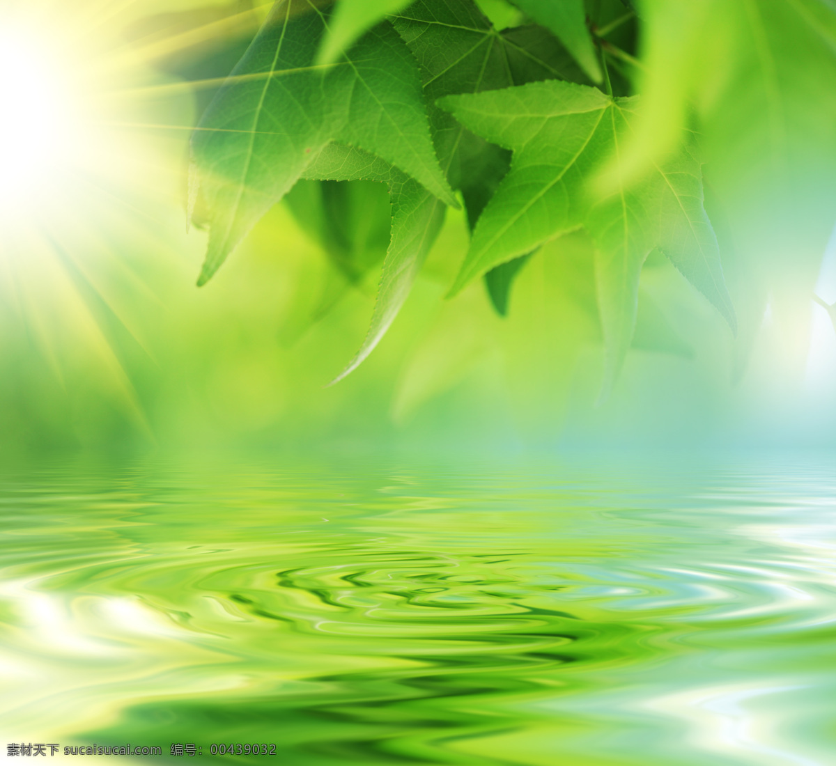 绿叶 生物世界 树木树叶 水波 水滴 水珠 阳光 下 设计素材 模板下载 psd源文件