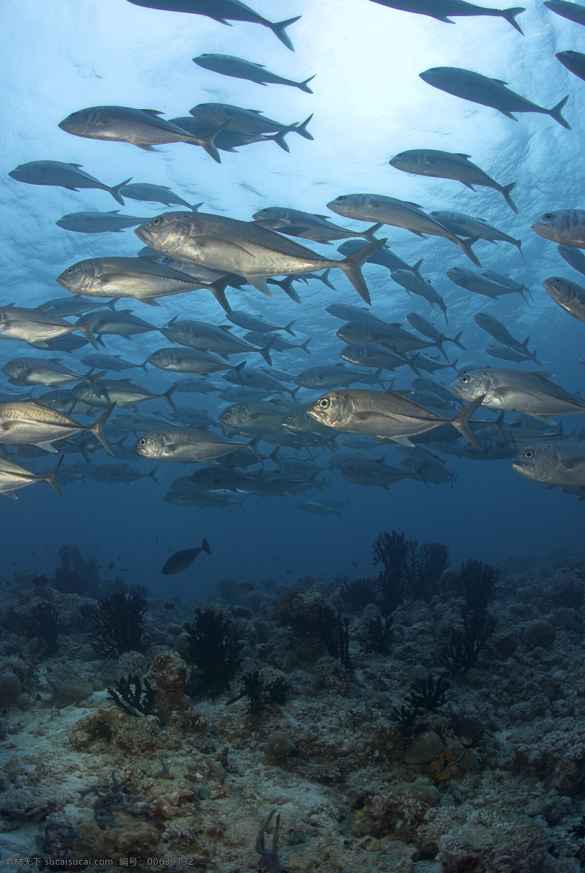 海底 鱼群 海底世界 海洋馆 海鱼 海水 深海 水族 鱼类 大海图片 风景图片