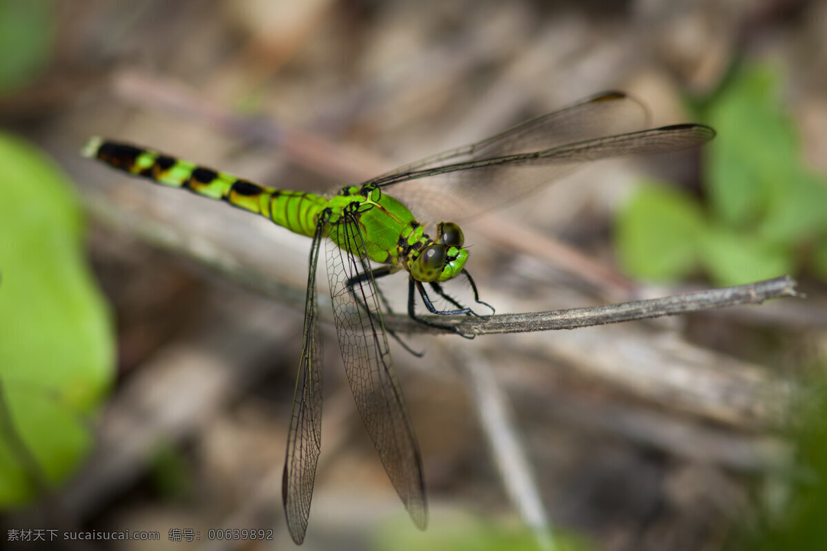 绿 蜻蜓 大自然 昆虫 生物世界 绿蜻蜓 蜻蜓近照 昆虫照片 昆虫近照
