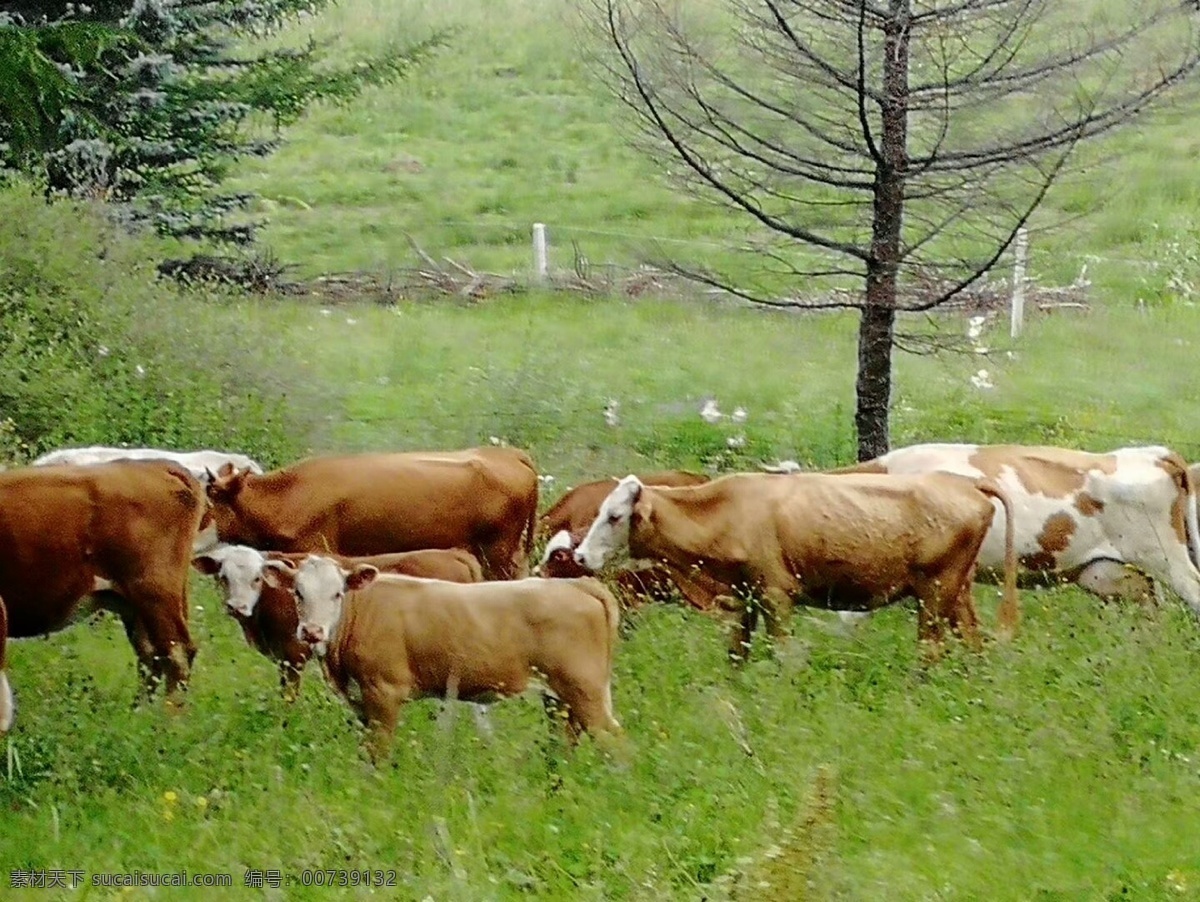 牛牛 牛 森林 清新 新鲜呼吸 散养 散养牛 野外 草地 树林 黄牛 花牛 生物世界 家禽家畜