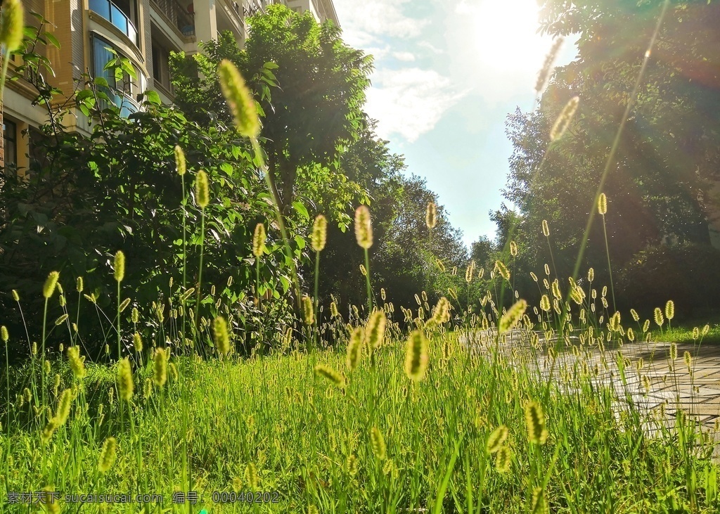马尾 草 夏天 小清新 马尾草 绿意 夏日 蓝天草地 自然景观
