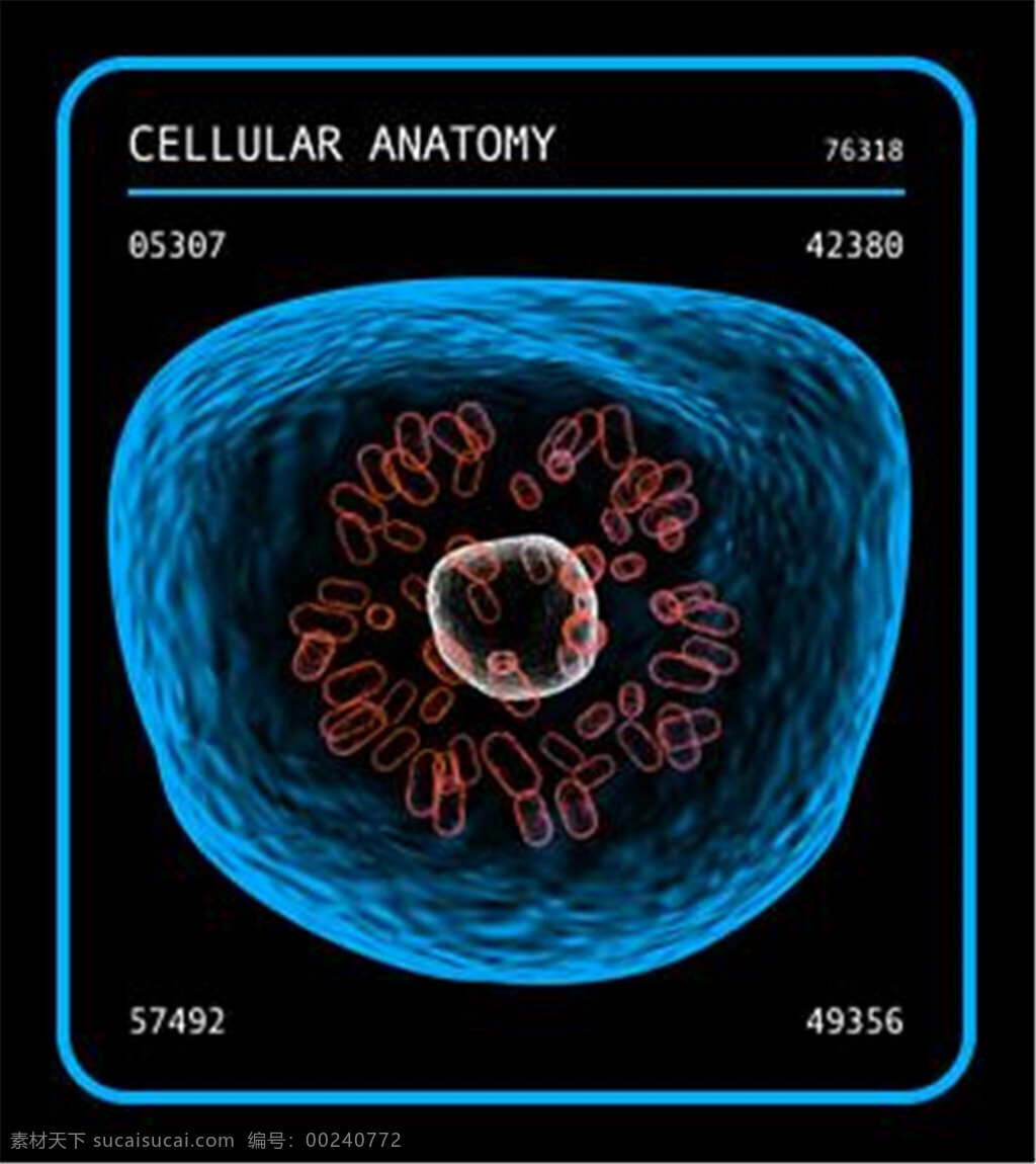 医疗 主题 hud 窗口 元素 细胞 解 刨 学 科幻 未来技术 全息屏幕 ui界面 人体 带通道 循环