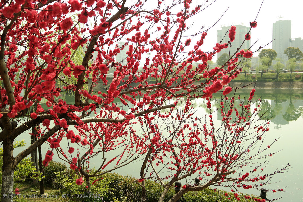 桃花林 桃花 桃花园 桃花枝 桃花树 花卉 盛开 红桃花 生物世界 花草