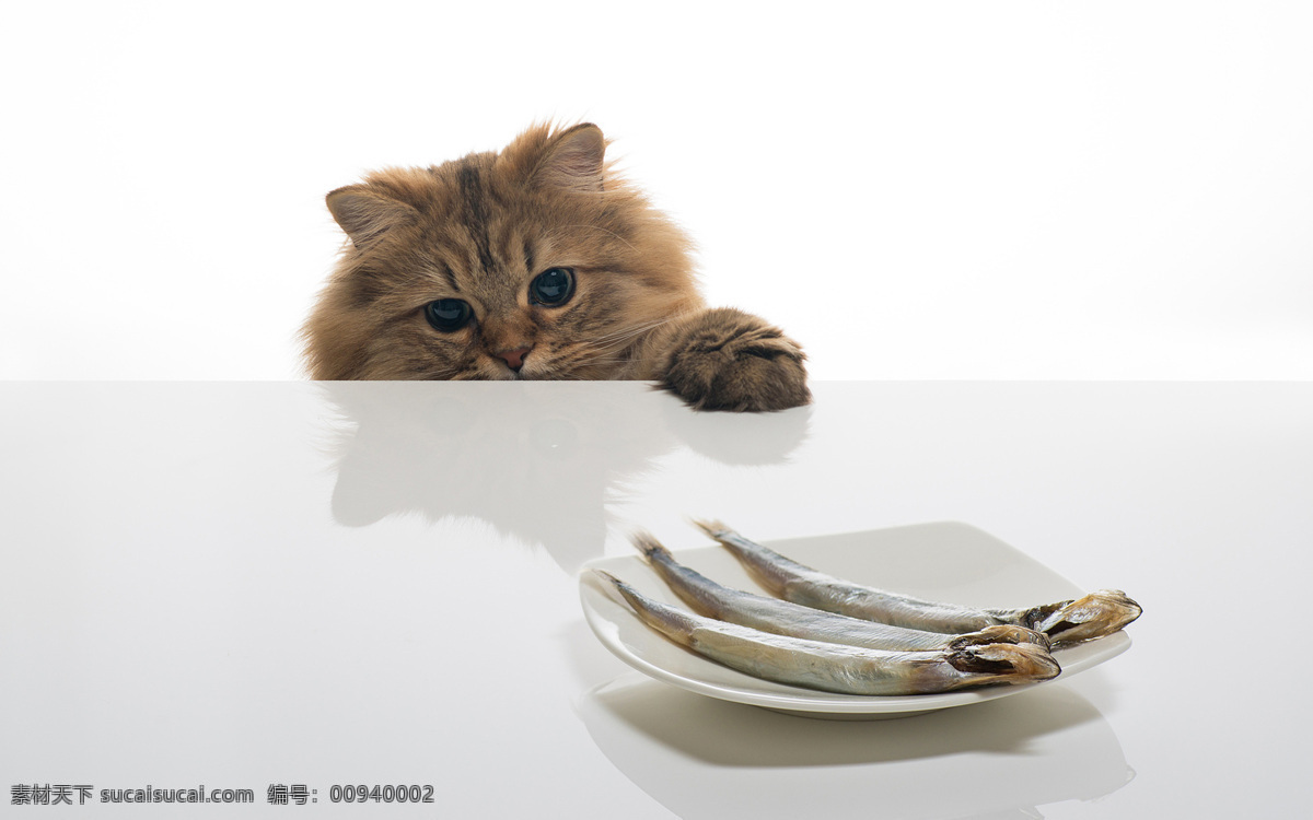 偷吃鱼的猫 生物 动物 哺乳动物 宠物 猫 猫咪 生物世界 家禽家畜