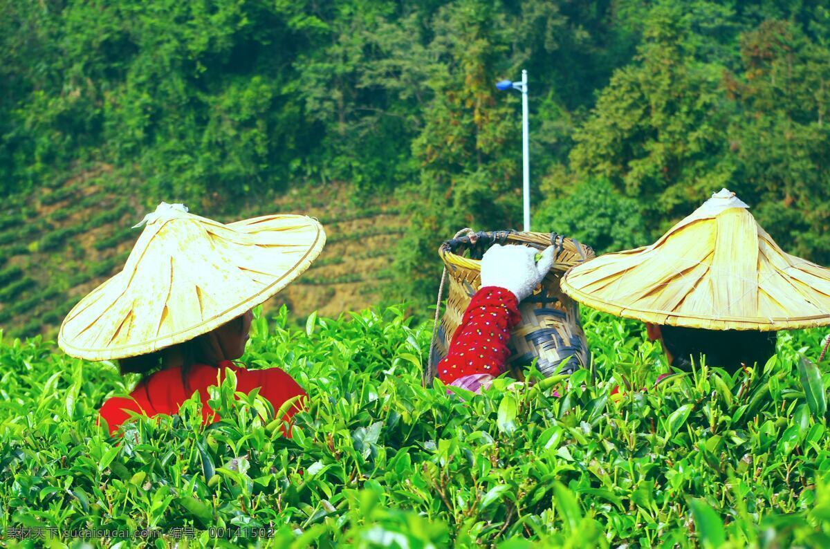 采茶 灯饰 姑娘 山水风景 手套 树木 自然风光 采茶景观 景区 茶 田 景区茶田 aaaa景区 茶田 雁鸣湖 阴那山 高山茶田 茶篓 艳装 竹笠 袖套 自然景观 装饰素材 灯饰素材