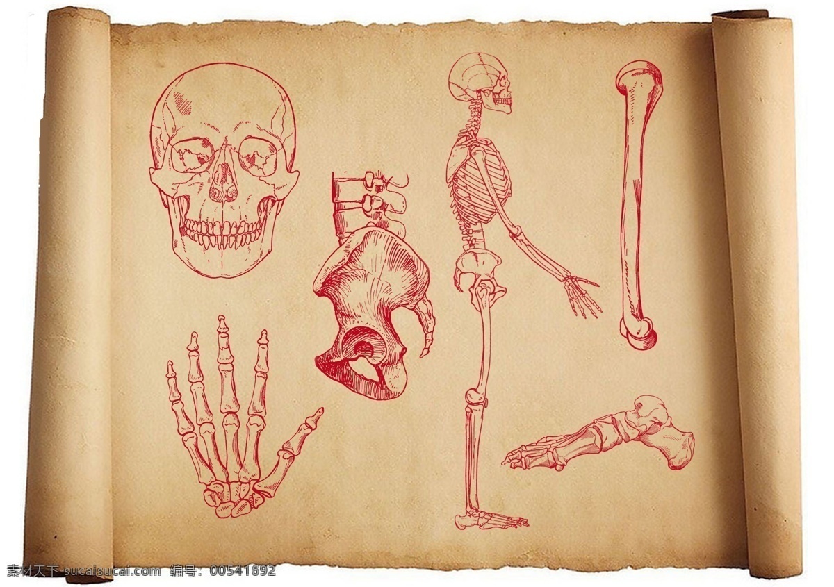 骨骼图 人体骨骼图 尺骨 胫骨 脚掌 头骨 骷髅头 线描 牛皮纸 骨架 骨头 手掌 躯干 分层 源文件