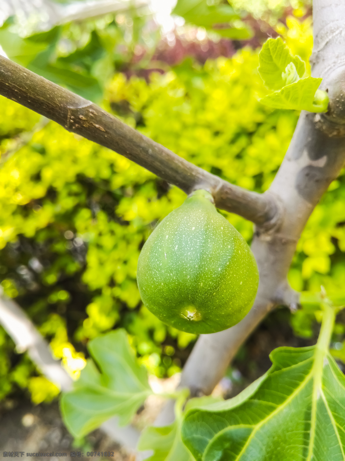 无花果 水果 果树 绿植 植物花卉 生物世界