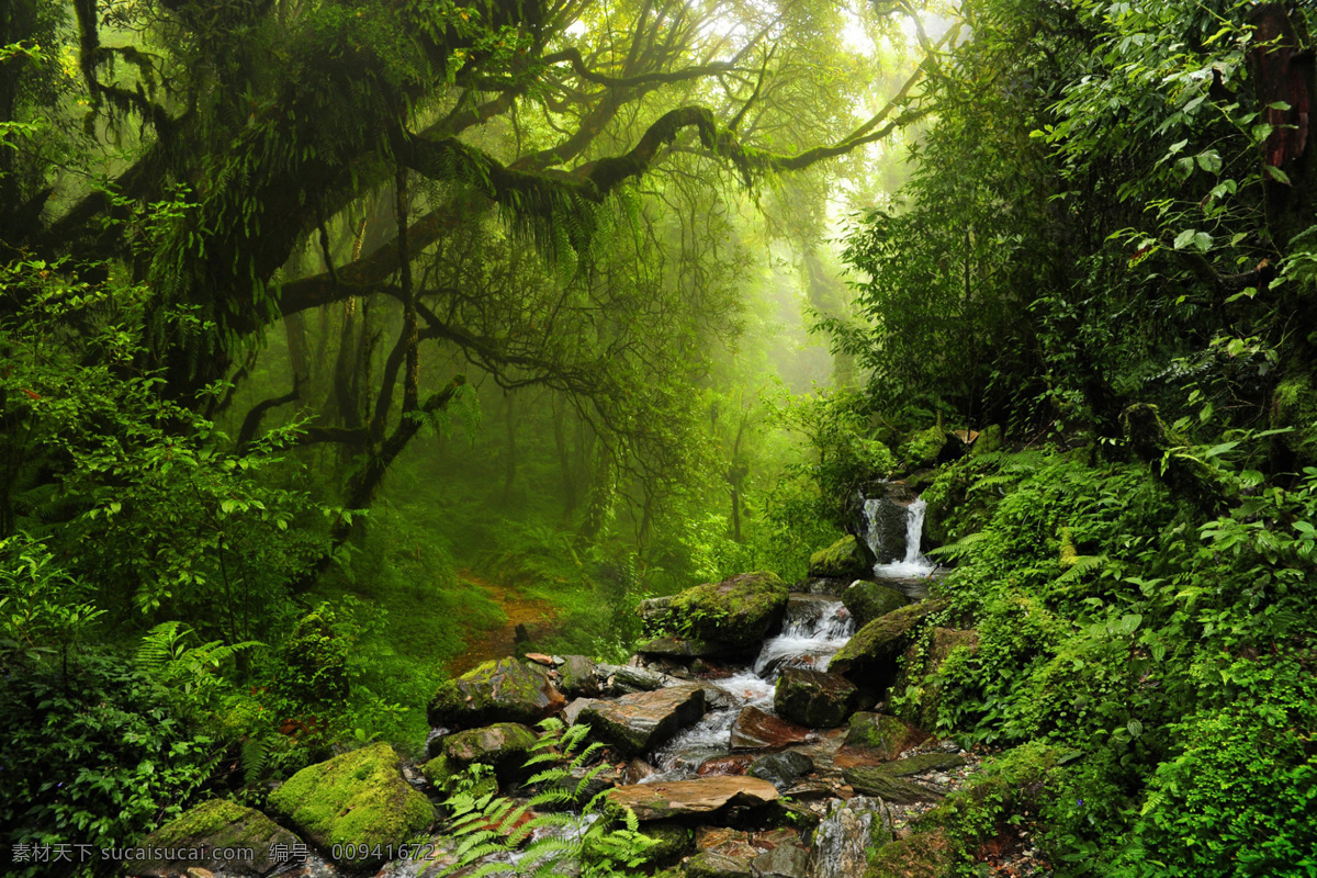 森林 树林 植被 绿色森林 原始森林 生态 自然风景 天空 绿色 太阳 风景 自然景观