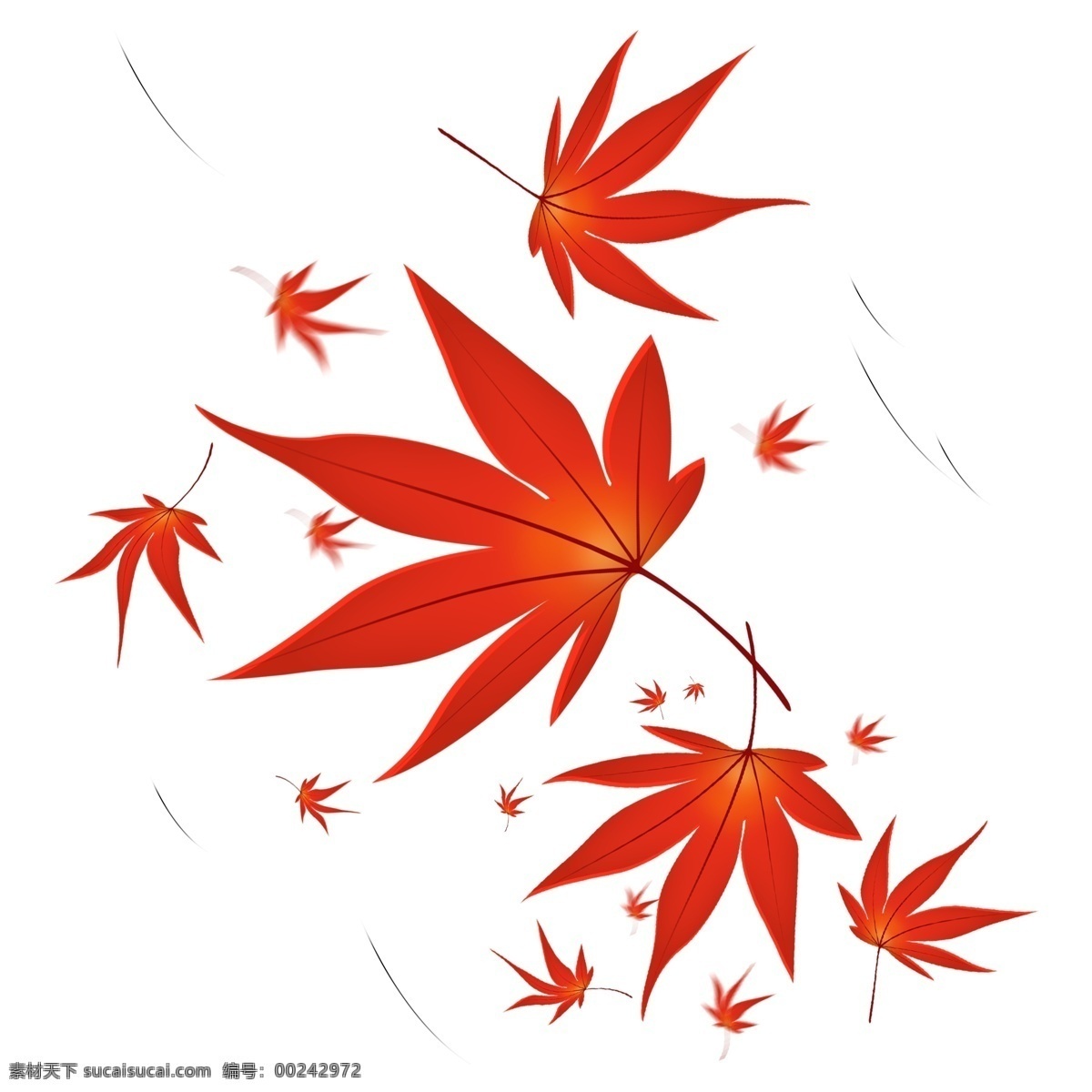 漂浮 红色 枫树 树叶 枫叶 红色叶子 叶子 漂浮的叶子 散落叶子