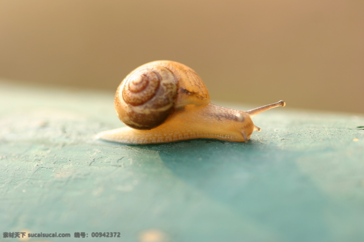 攀爬 蜗牛 背景 静物 昆虫 生物世界 攀爬的蜗牛 爬行的蜗牛 桌面 上 爬行