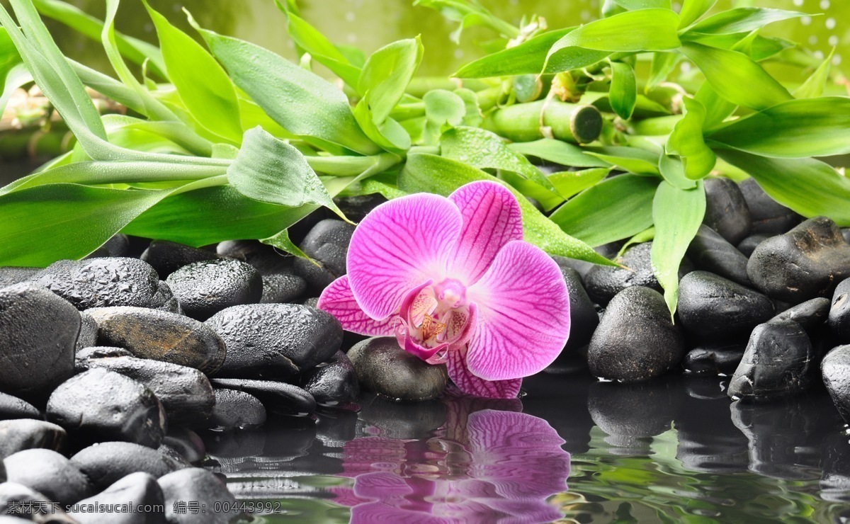 spa 花朵 鹅卵石 健康 美容 生活百科 鲜花 享受 休闲 spa花朵 养生 娱乐休闲 psd源文件 餐饮素材