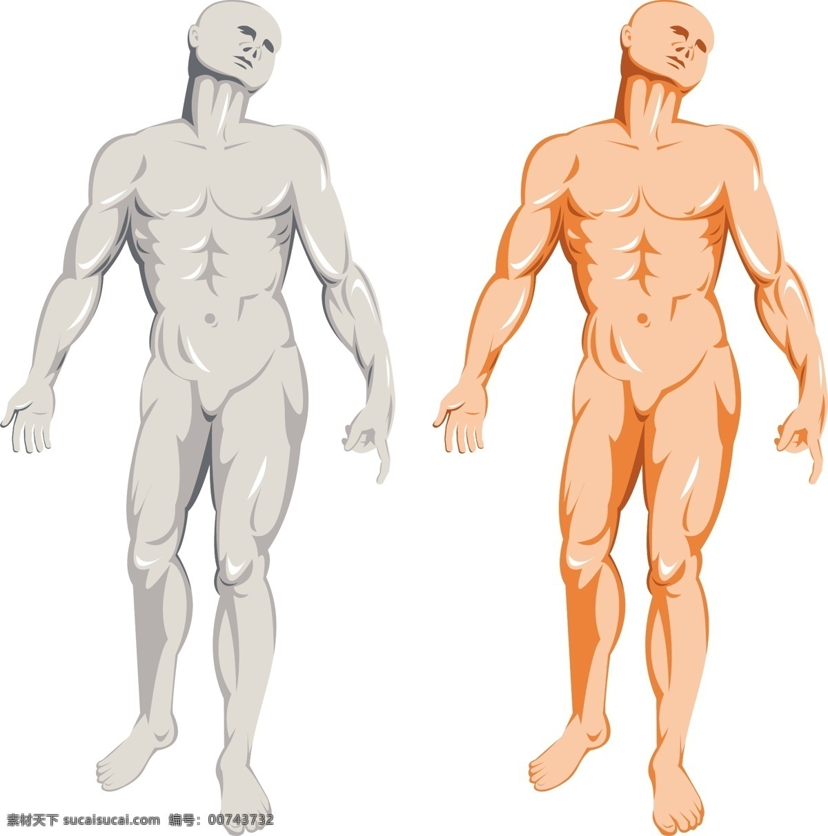 男性 人体 解剖 站 白色