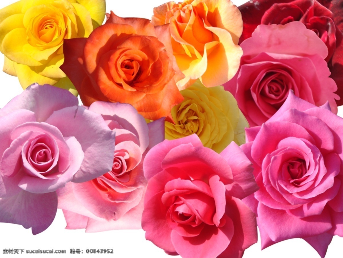 鲜花分层 情人节 情人节海报 情人节素材 宣传单 元素 情人节艺术字 鲜花 鲜花大集合 鲜花花朵 鲜花花束图片 其他海报设计