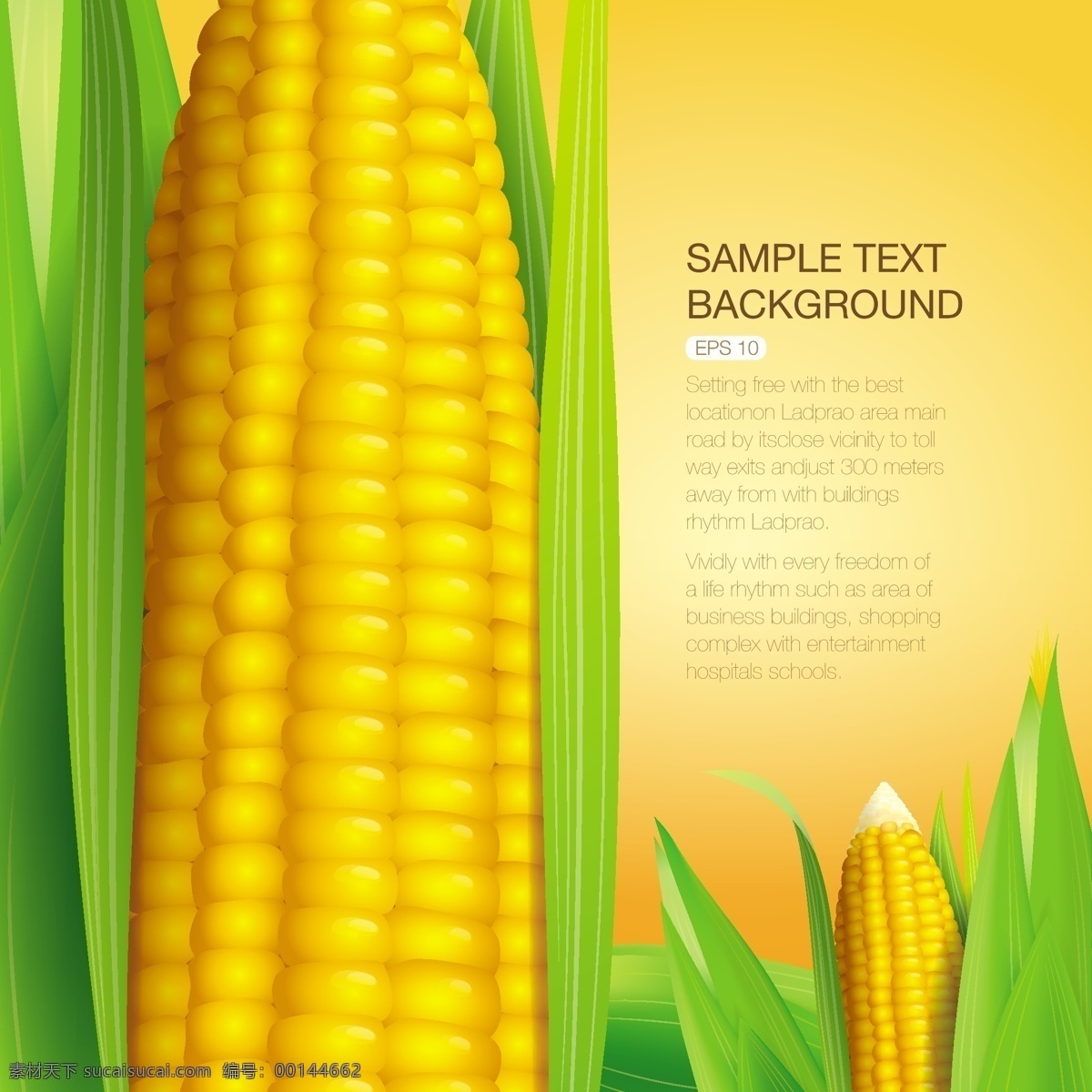 玉米海报招贴 玉米 金黄 绿叶 杂粮 食物 矢量素材 矢量