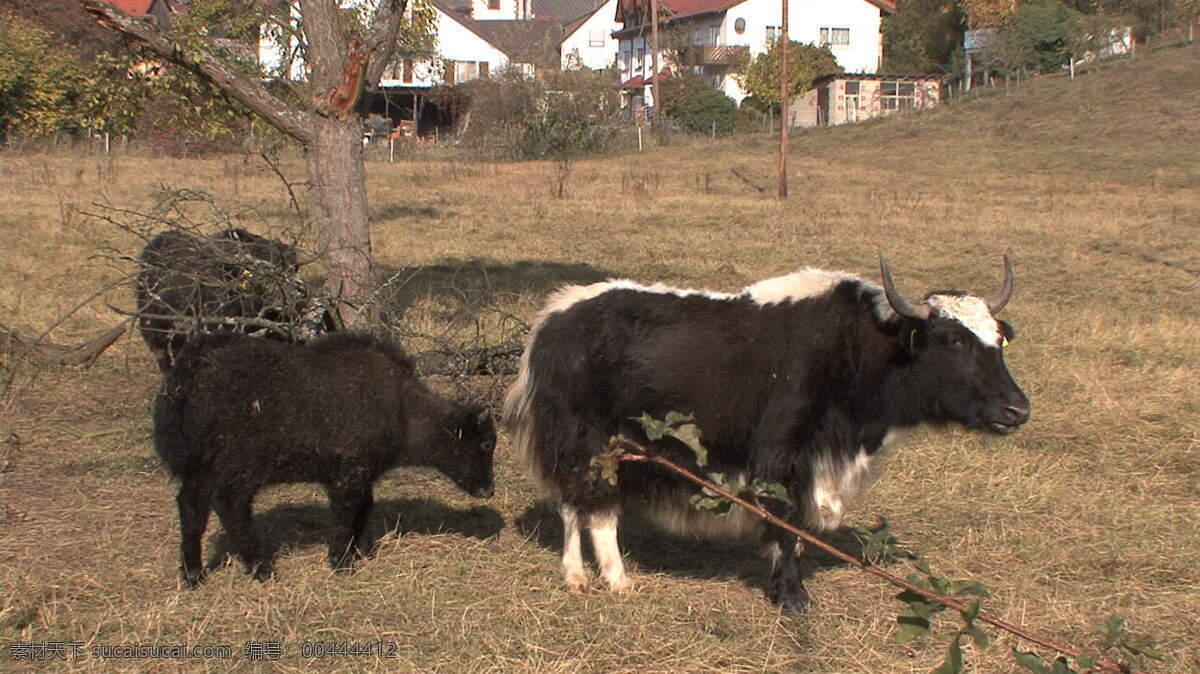 母牛 小牛 股票 视频 白色 宝贝 草 吃 德国 动物 黑色 角 牛 视频免费下载 法兰克福 咀嚼 字段 其他视频