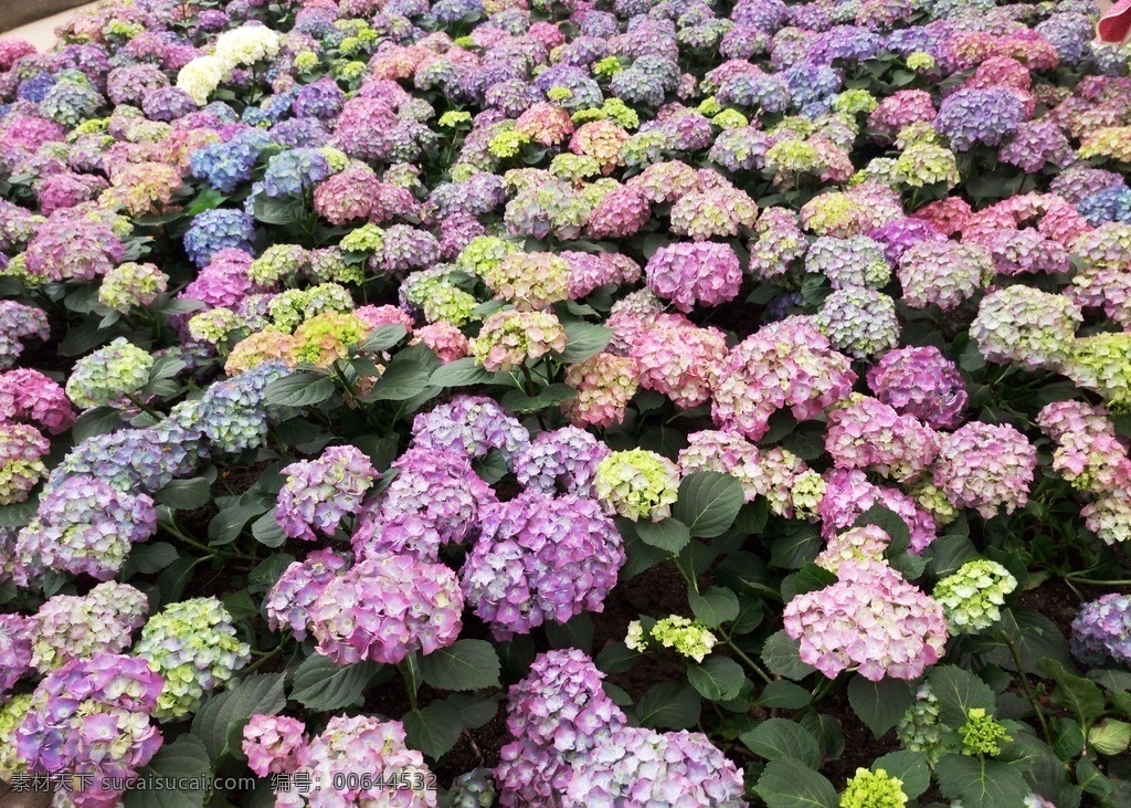 绣球花 洋绣球 五彩绣球花 花 紫色花 自然景观 田园风光