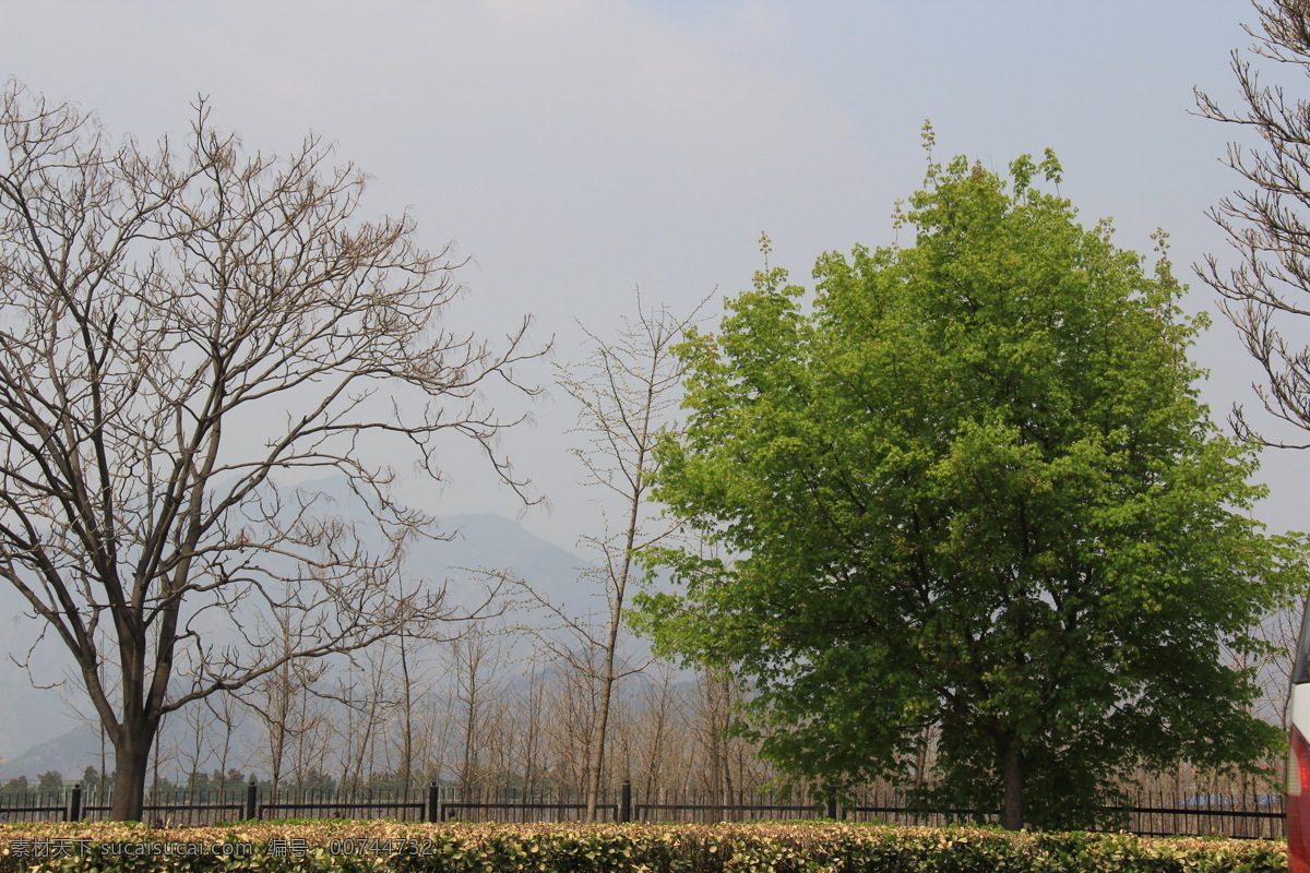 北京 郊游 春天 国内旅游 枯树 旅游 旅游摄影 绿树 北京郊游 郊区 树木 psd源文件