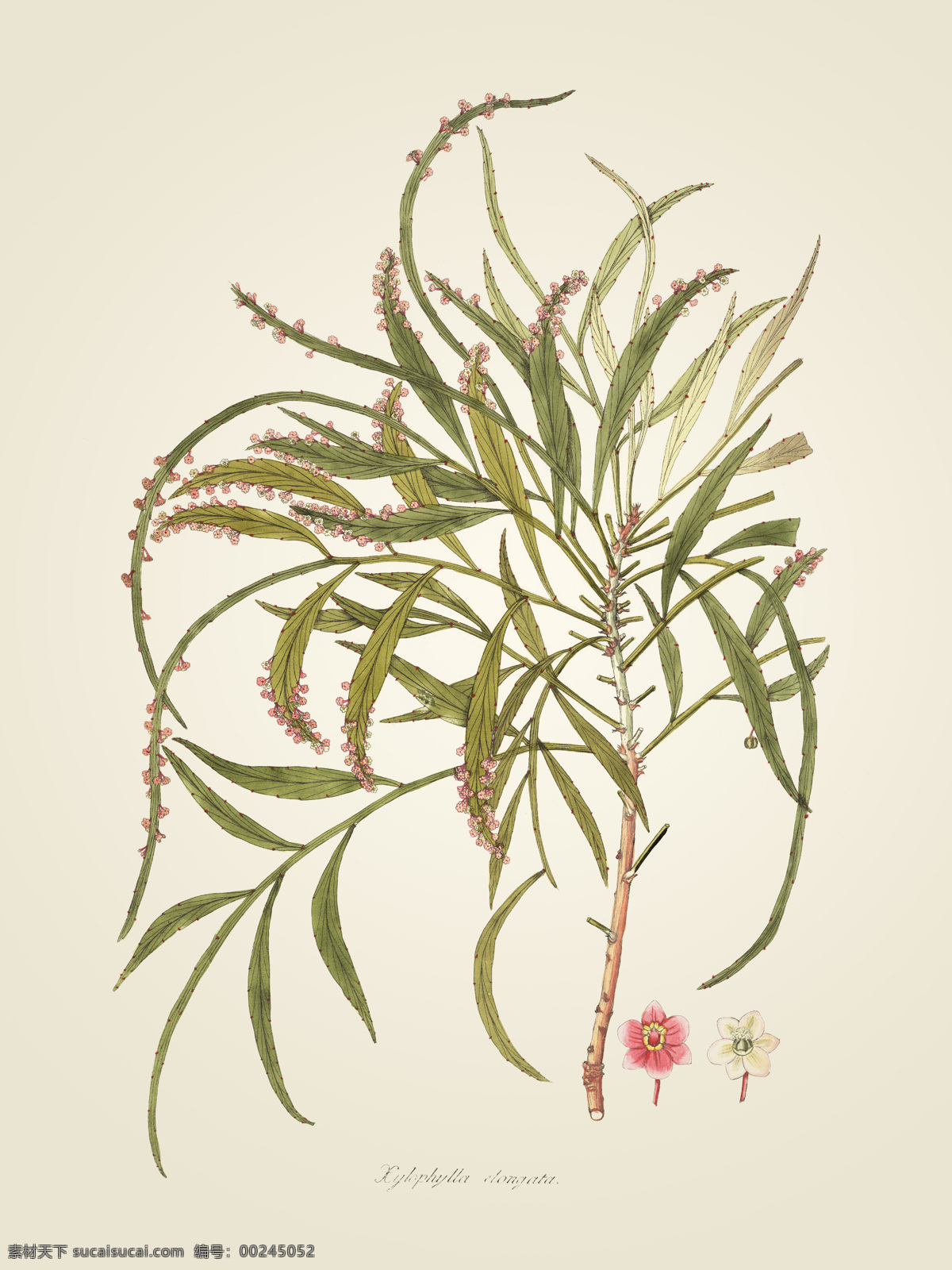 植物 根茎 叶 分解 手绘花卉 复古 兰花 水彩 纸张 绘画 写实 水墨画 水墨装饰画 卧室装饰画 餐厅装饰画 新中式水墨 三联画 风景装饰画 巨幅装饰画 山水装饰画 意境装饰画 大厅装饰画 背景墙装饰画 电视装饰画 墙面装饰画 装饰画下载 高清装饰画 装饰画 背景墙 文化艺术 绘画书法