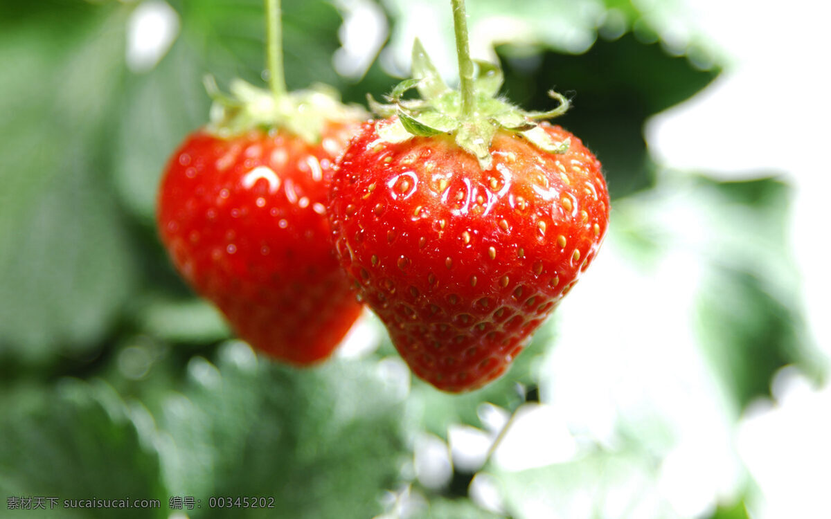 草莓 高清 草莓高清素材 草莓图片