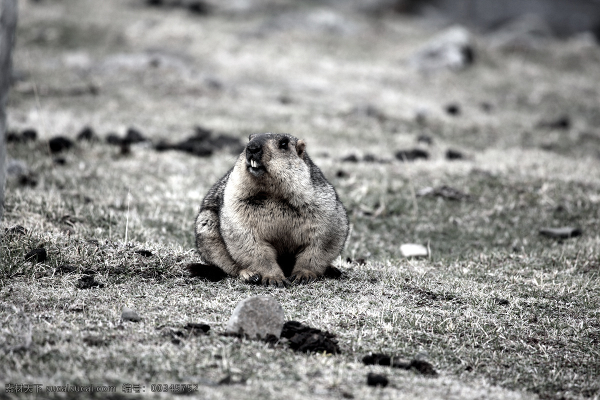 乖乖的旱獭 莫斯卡 米 高原 木桩 旱獭 地老鼠 大老鼠 雪猪儿 草原 野生动物 生物世界