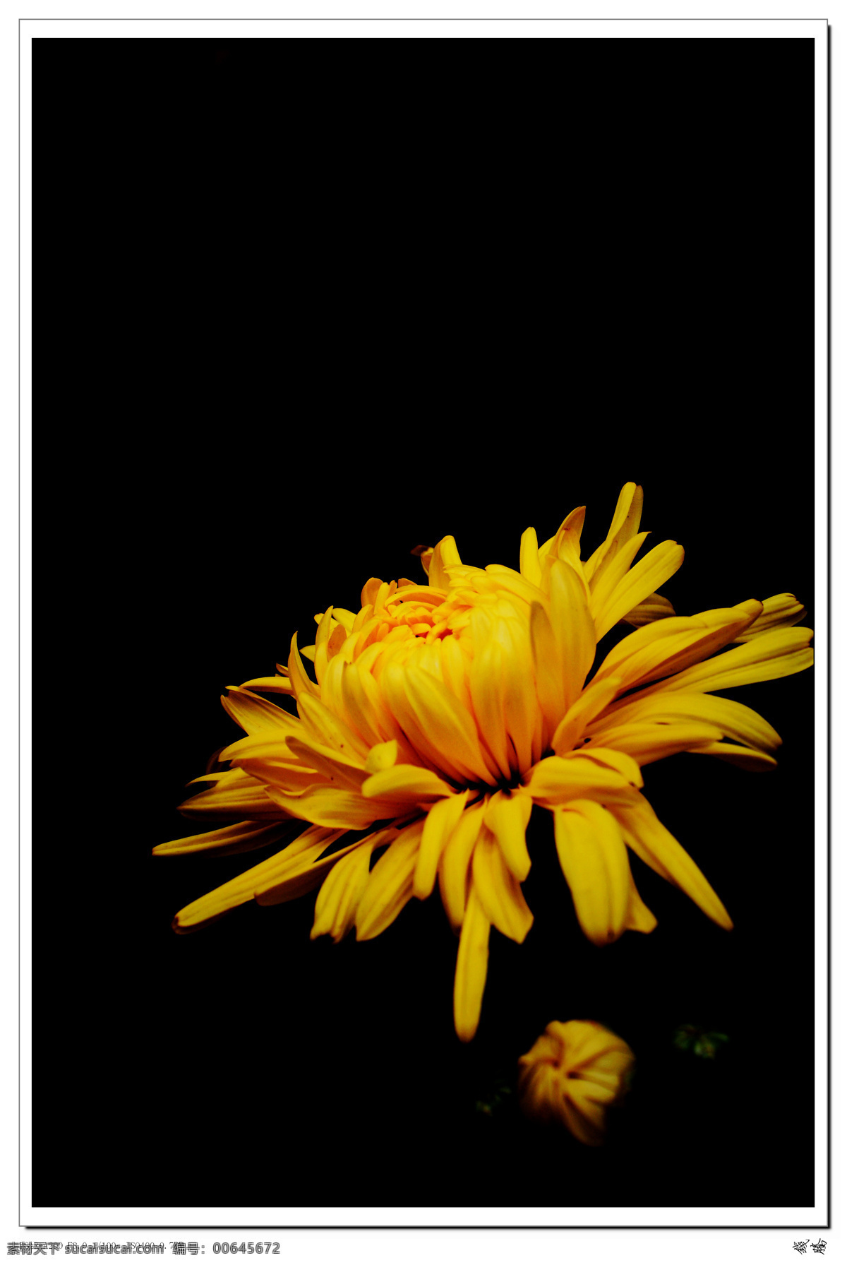 菊花 花 黄花 菊花照片 菊花写生