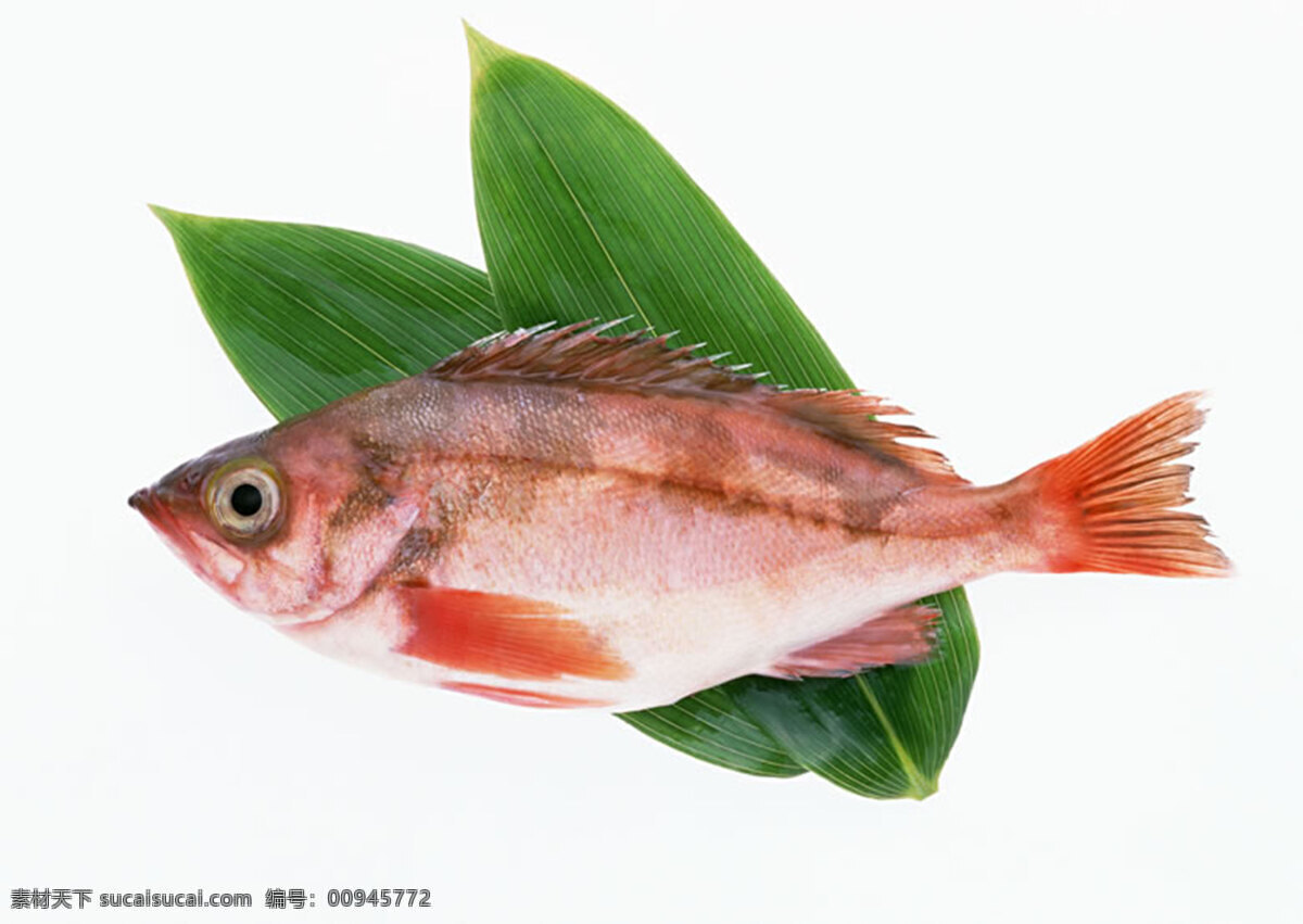 魚 300 摄影图库 生物世界 鱼类 魚類 攝影圖庫