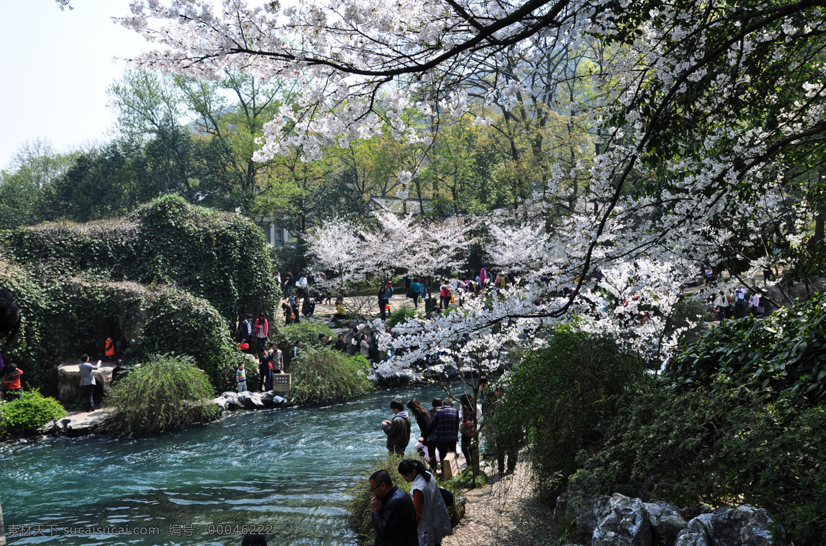 太子湾 公园 樱花 春天 花丛 花朵 花儿 花展 美丽 盛开 小花 园艺 娇艳 风景 生活 旅游餐饮