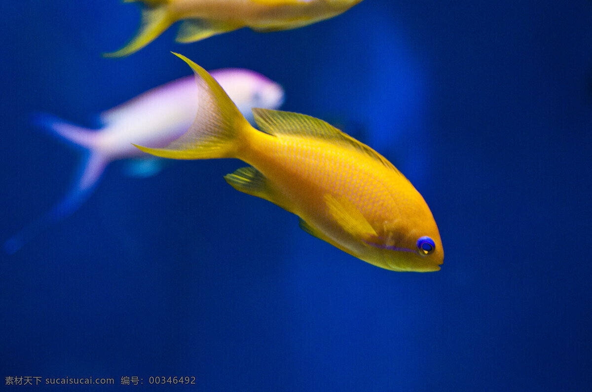 金鱼 高清 海洋 海洋生物 热带鱼 生物世界 鱼 鱼类 观赏鱼 精美鱼 海洋公园