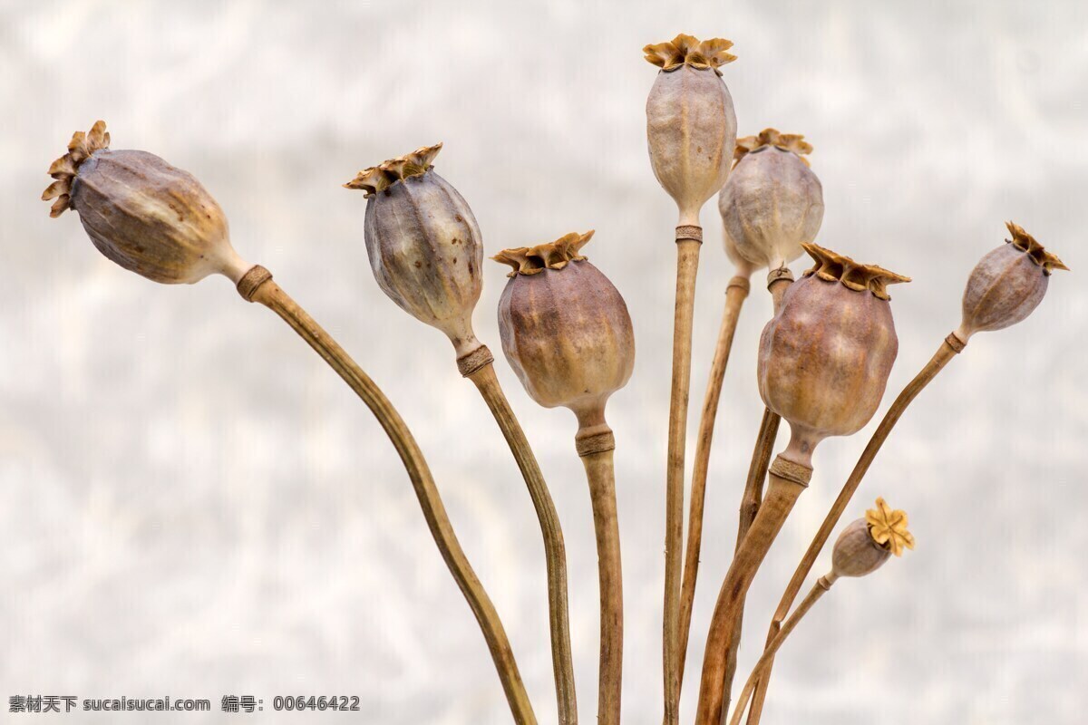 樱束 樱束花 红色 有毒 毒 毒品 美丽 优美 生物世界 花草