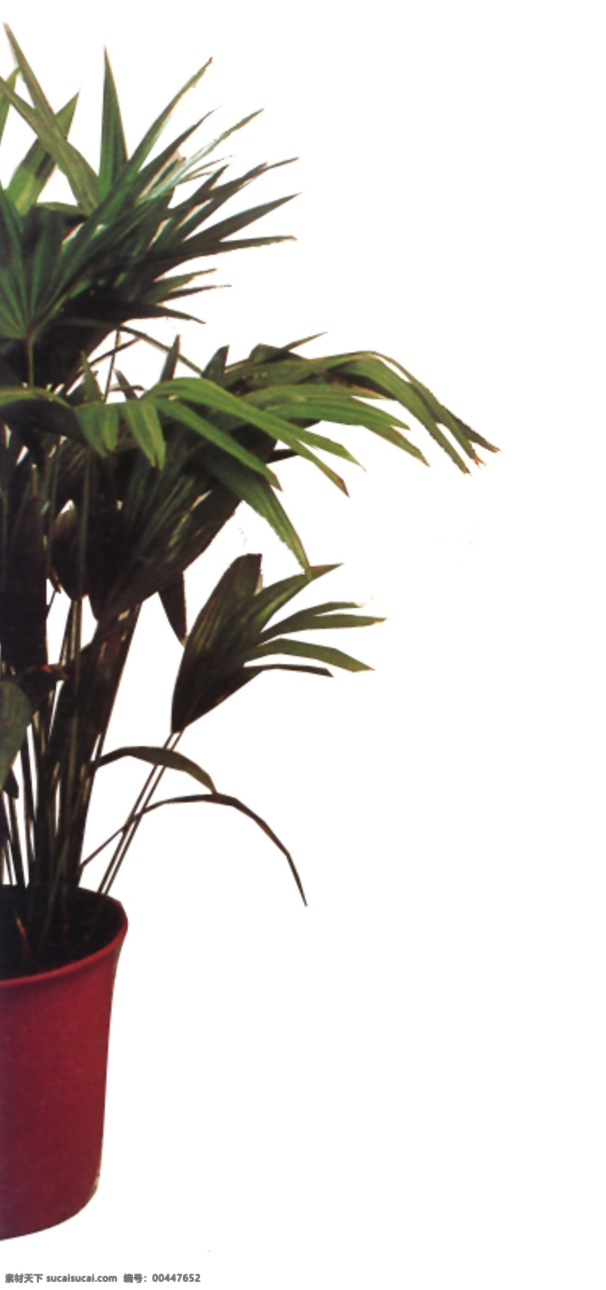 室内 植物 花草装饰 室内植物 装饰素材 室内装饰用图