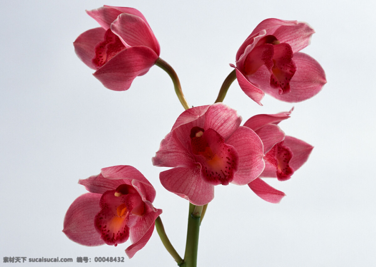 花免费下载 插花 插花艺术 高清花朵 花 花朵 花朵花束 浪漫花朵 玫瑰 情人节花 水珠 鲜花装饰 节日素材 情人节七夕