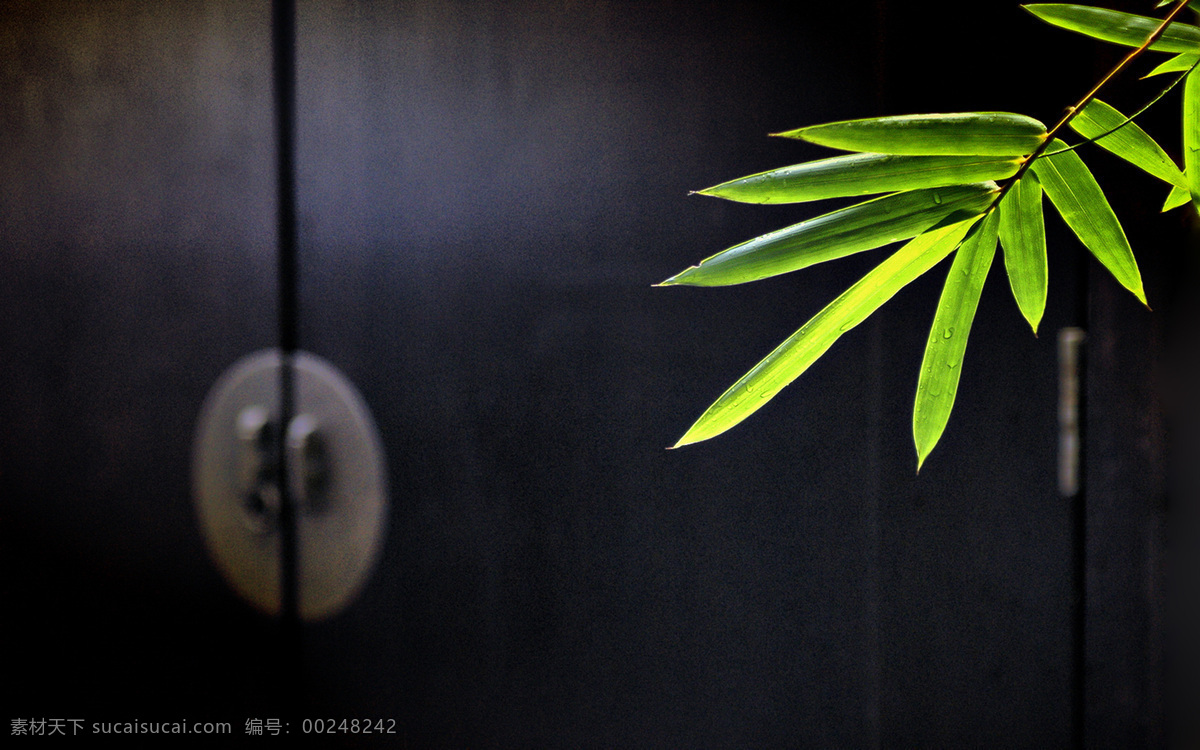 竹叶 植物 特写 树叶 绿叶 叶子 竹子 艺术 生物世界 树木树叶 摄影图库