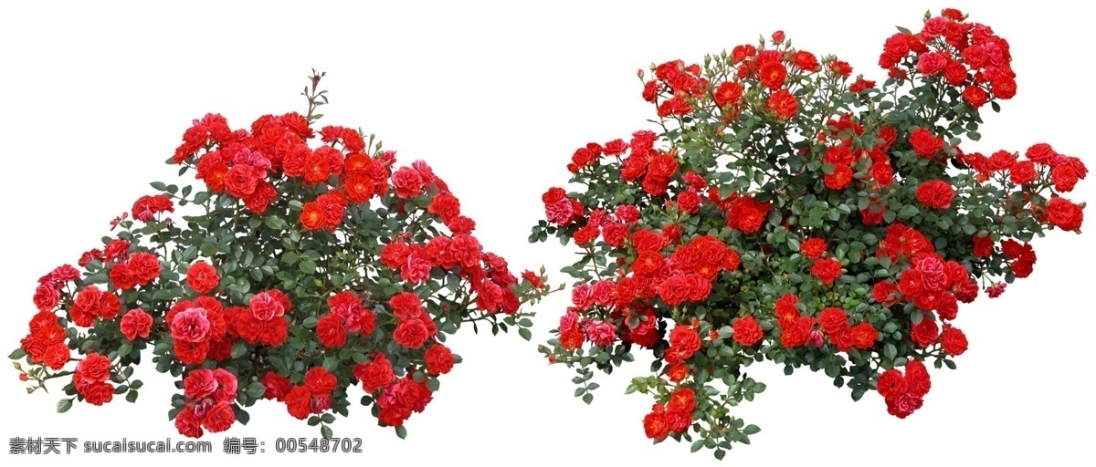 免 抠 红色 花丛 节日 花坛 效果图 3d后期 3d贴图 城市设计 公园 花草 楼盘效果图 绿化带 绿色植物 室外效果图 去背景 效果图后期 免抠 园林 园艺 小区效果图 装饰素材 园林景观设计