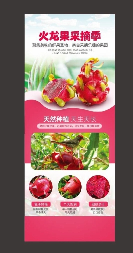 水果 火龙果 展架 水果展架 火龙果展架 蔬果 宣传展板模板 展板模板